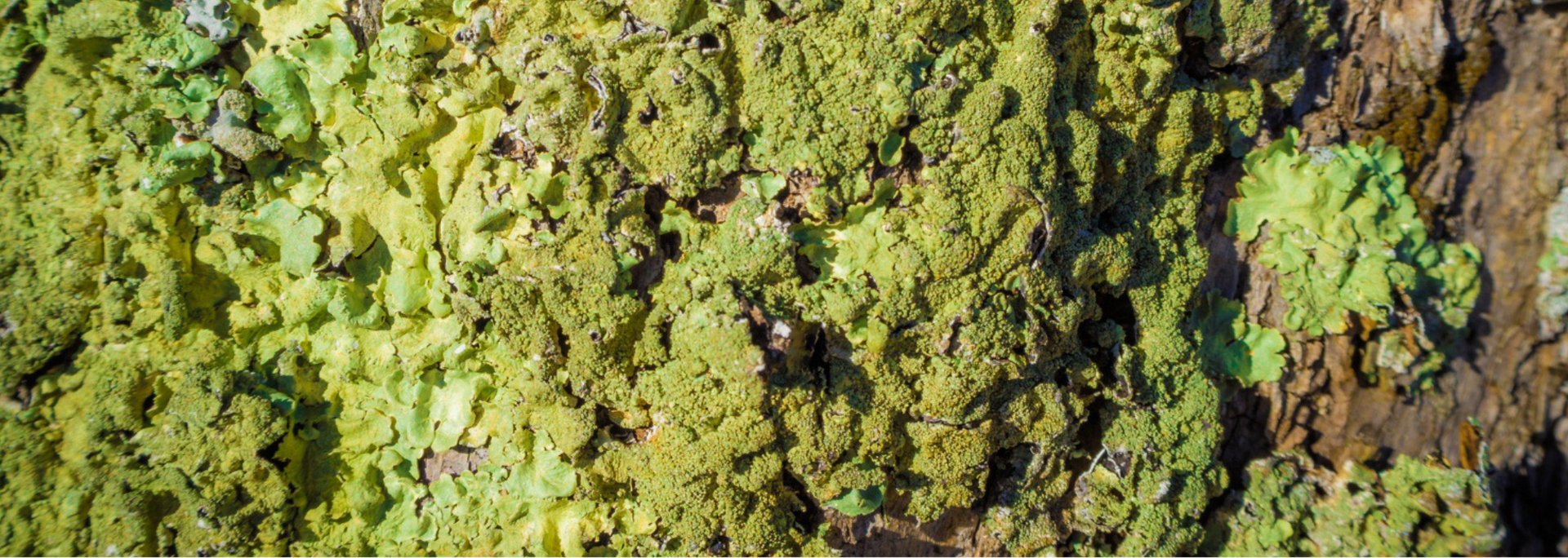Image of a rock with Algae on it Image of a rock with Algae on it