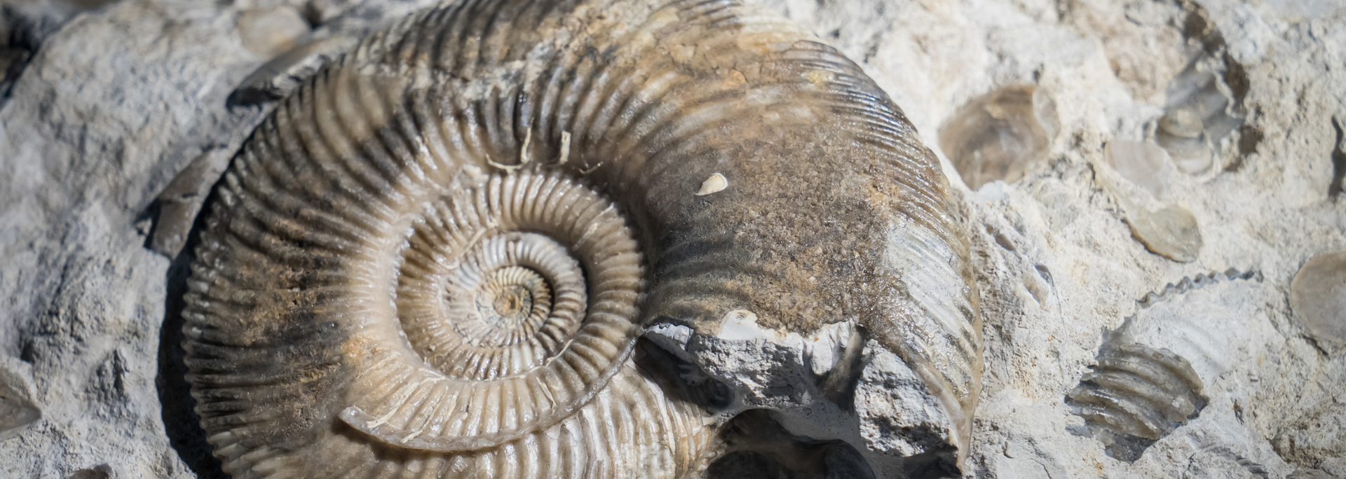 Picture of an Ammonite. 