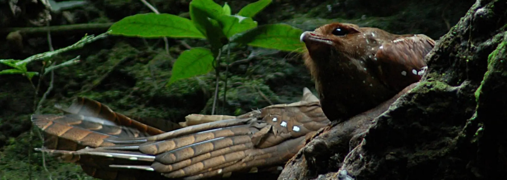 Picture of an oilbird.