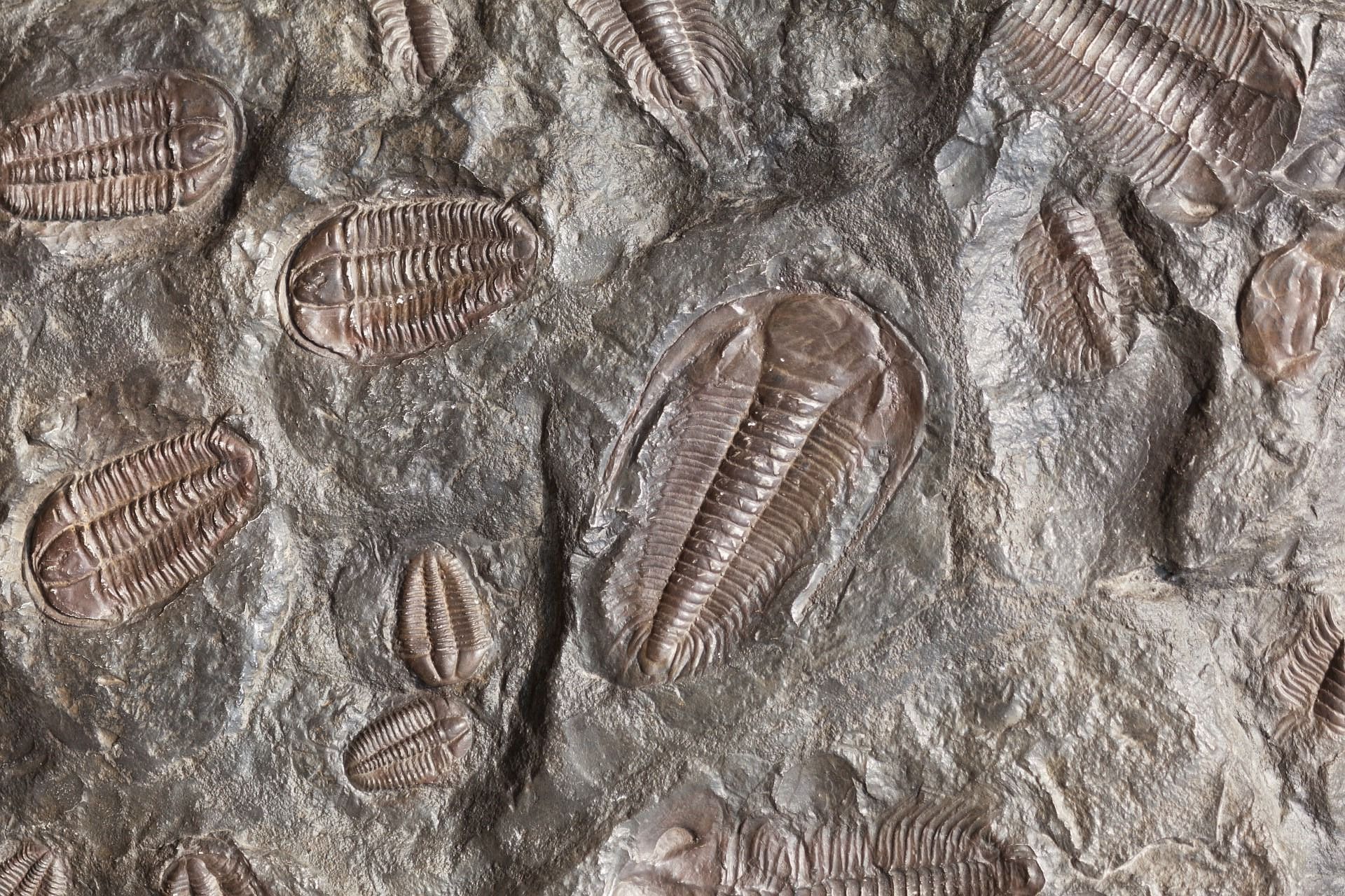 Picture of fossils