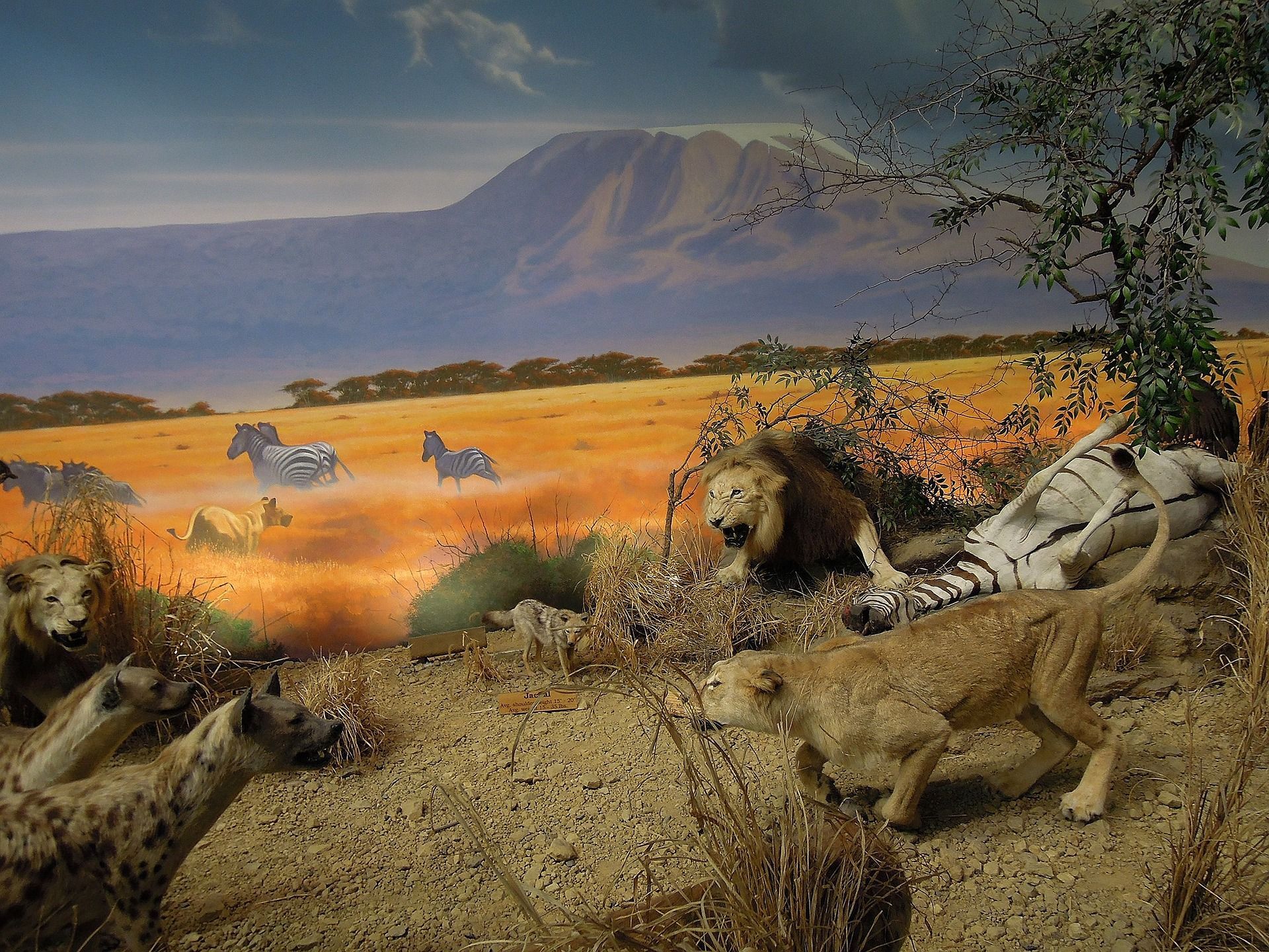 Diorama of the giant short-faced hyena and lions.