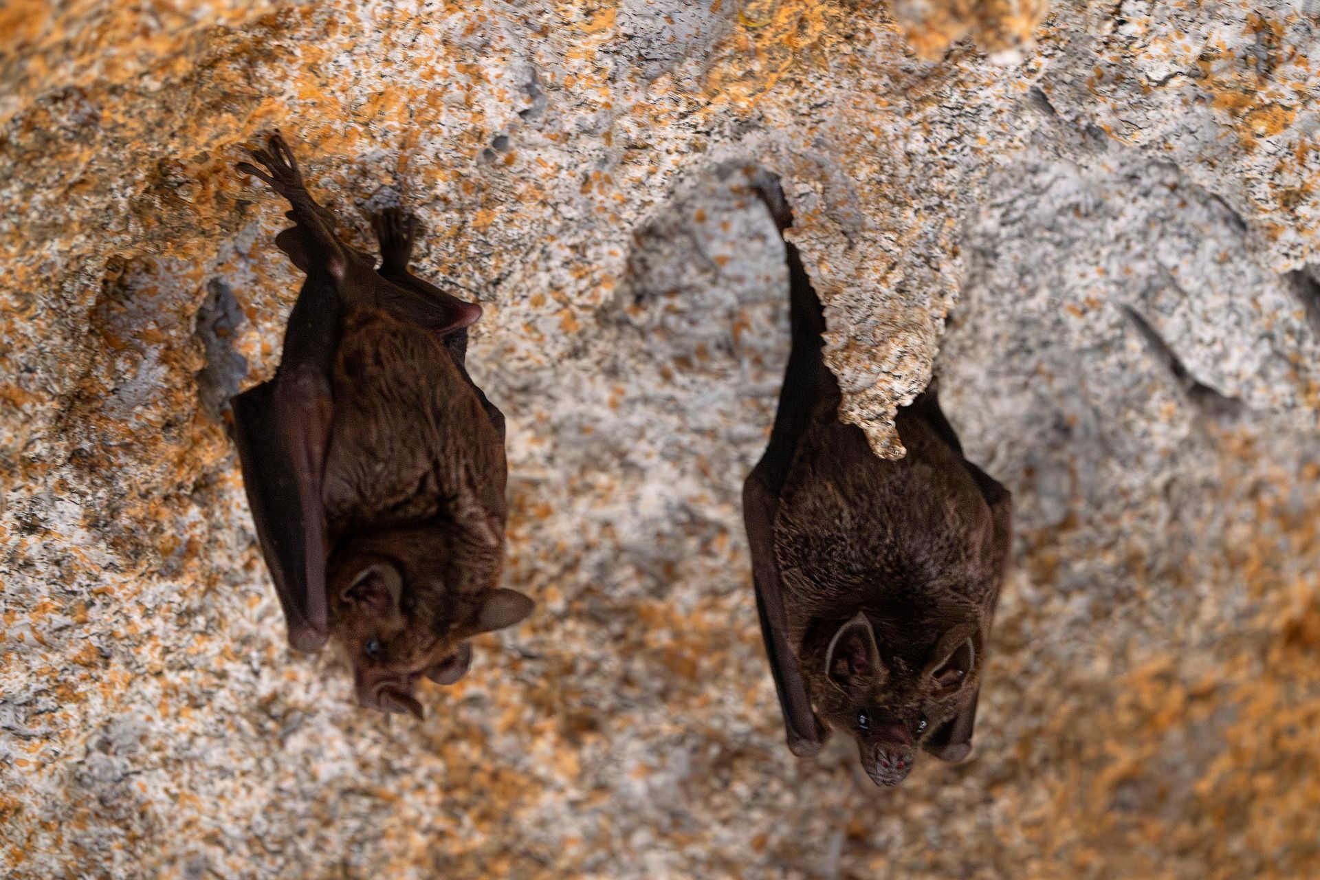 Picture of Bats in a cave