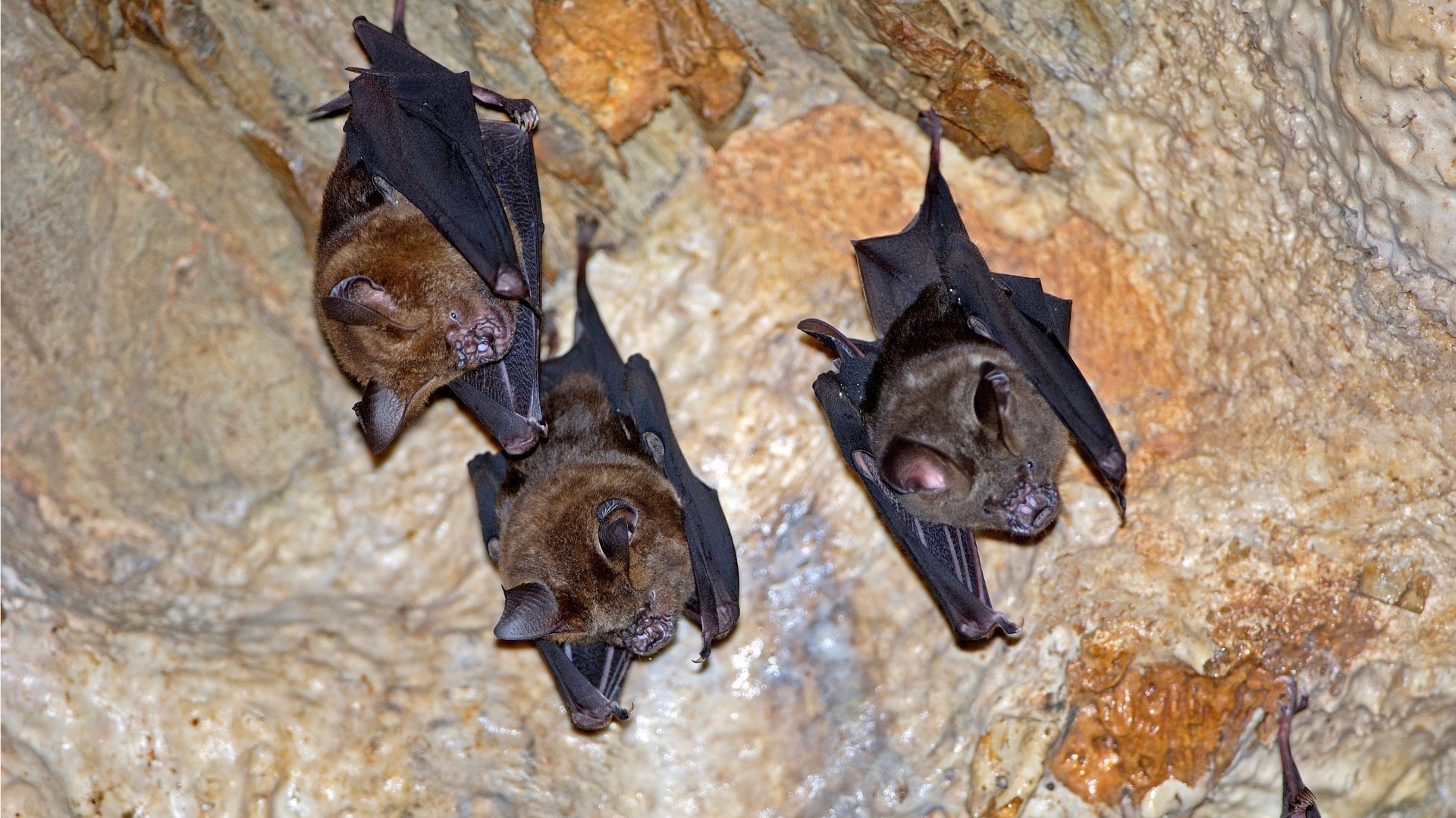 At Stump Cross Caverns, we're mad about caves. Join us as we answer some frequently asked questions about everything from stalagmites to bats. At Stump Cross Caverns, we're mad about caves. Join us as we answer some frequently asked questions about everything from stalagmites to bats.