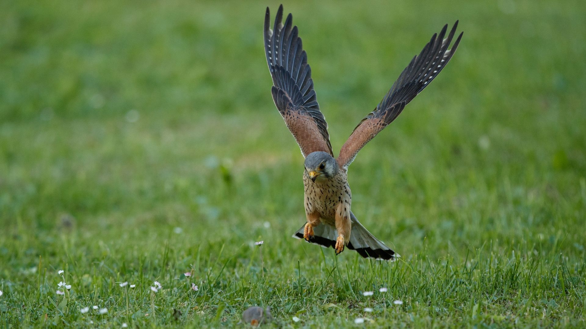 Are you interested in birdwatching? The Yorkshire Dales National Park is a great location. Learn more about the species you can spot. Are you interested in birdwatching? The Yorkshire Dales National Park is a great location. Learn more about the species you can spot.