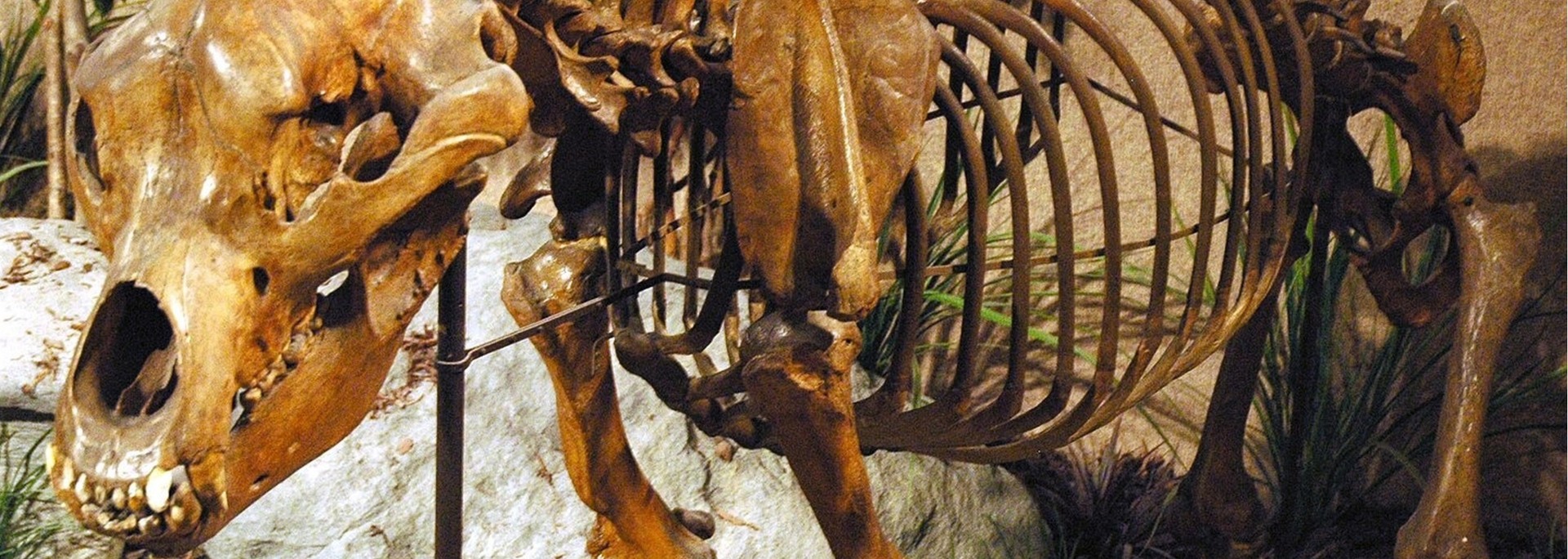 Picture of a cave bear skeleton.