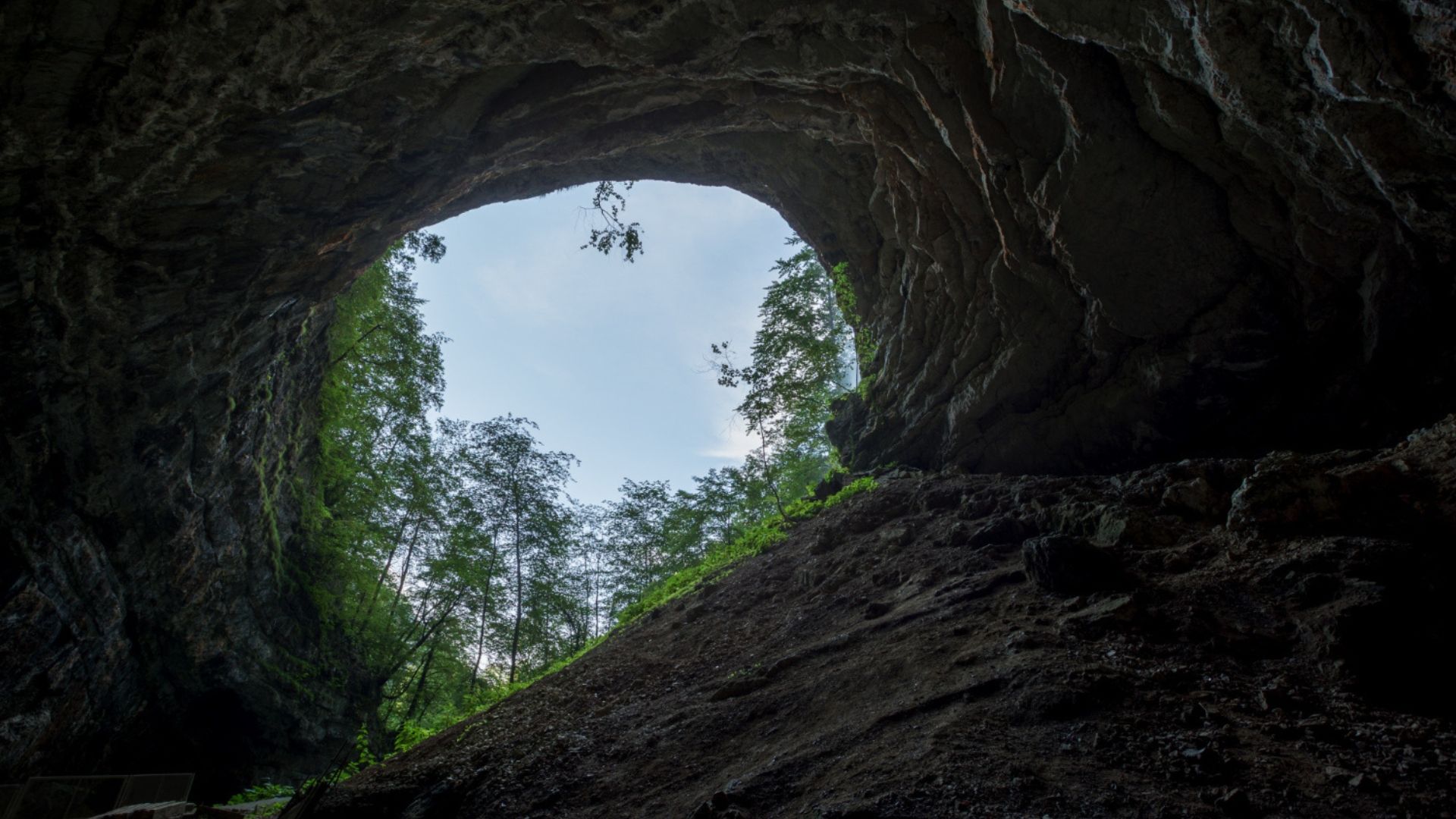 Naturally occurring caves are home to a surprisingly varied ecosystem. Learn more about the flora that grows in caves around the world. Naturally occurring caves are home to a surprisingly varied ecosystem. Learn more about the flora that grows in caves around the world.