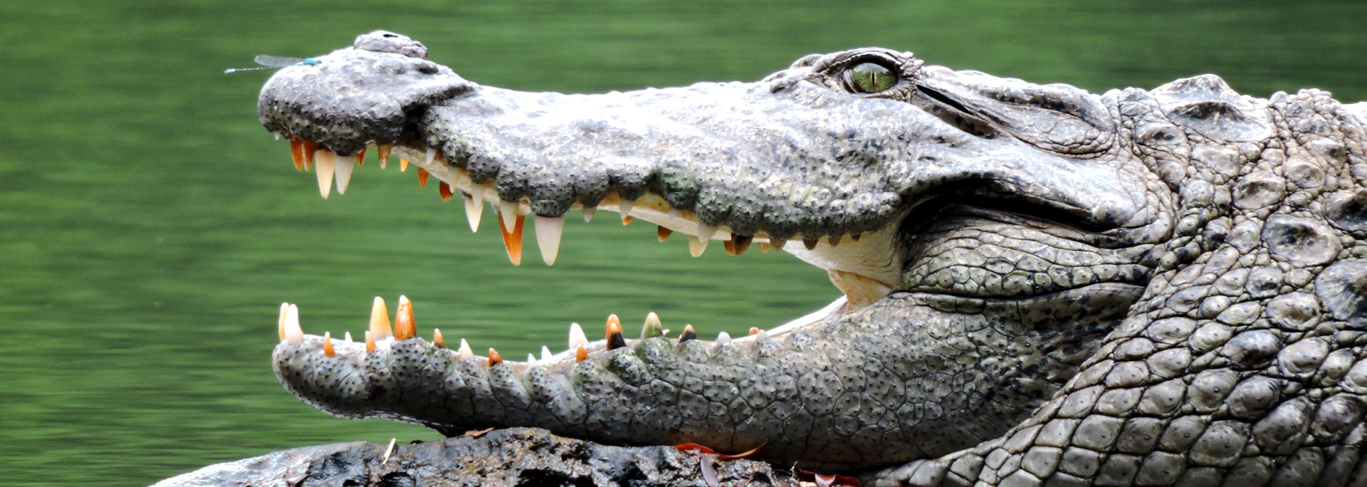 Picture of a crocodile. 