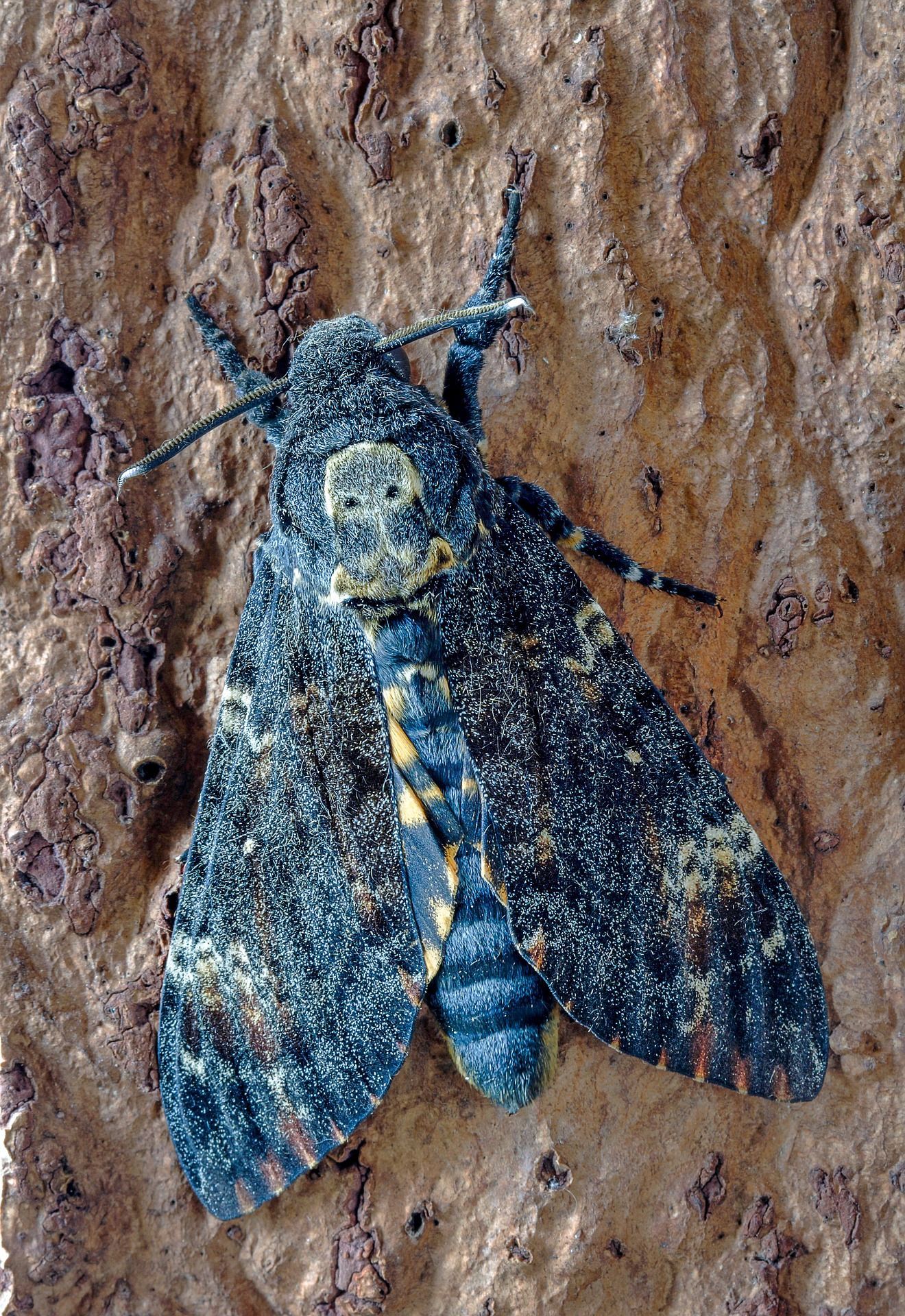 Picture of a death's head hawkmoth.
