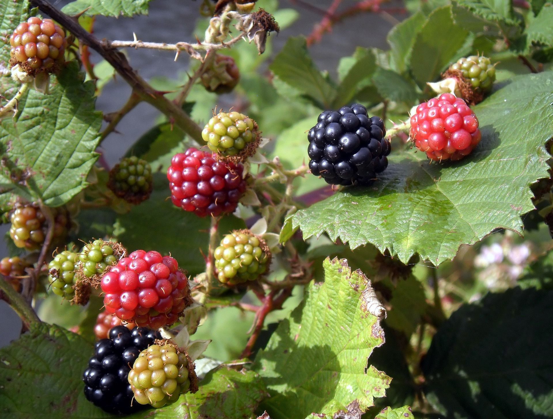 Picture of wild berries on a bush