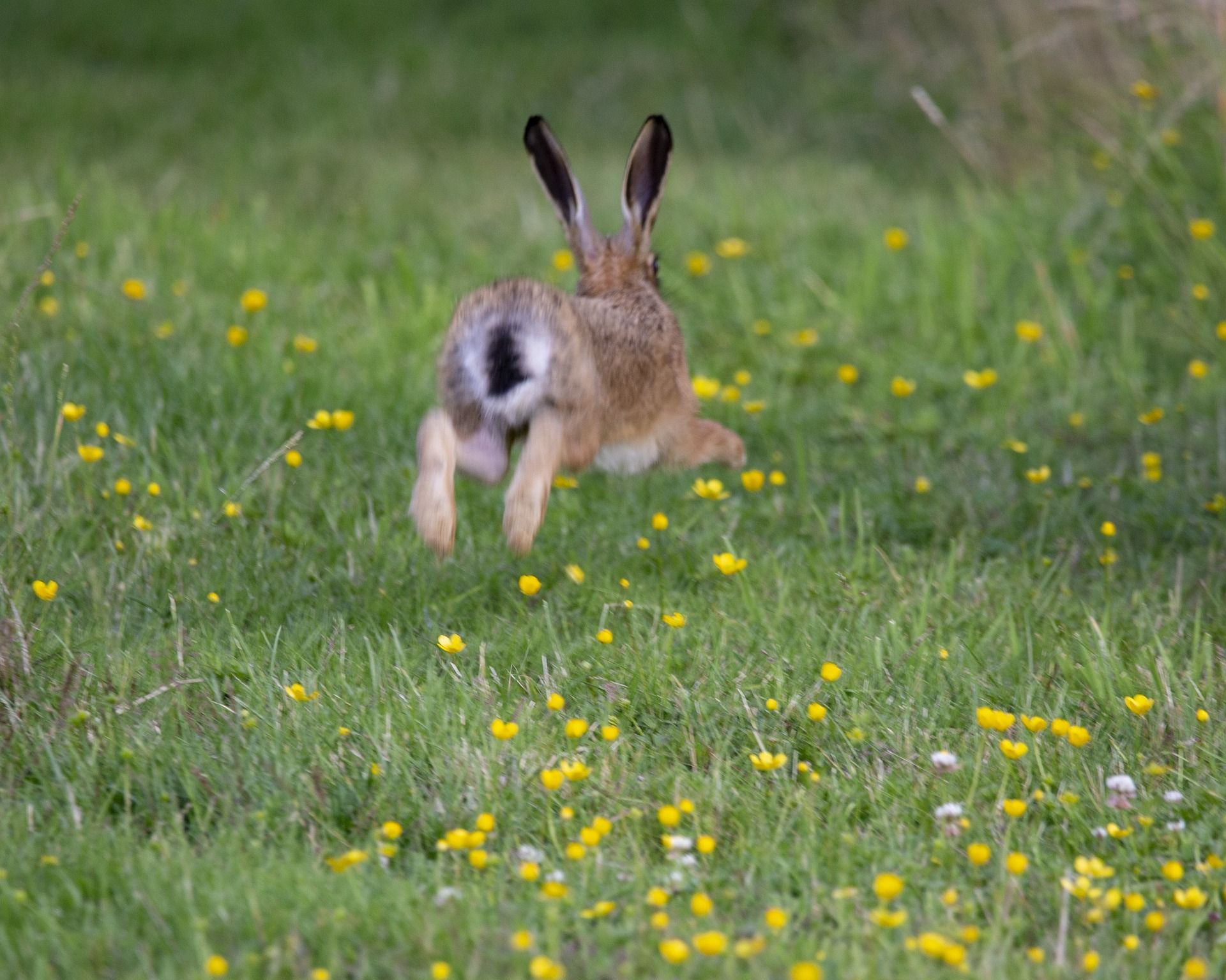 Picture of a brown hare.