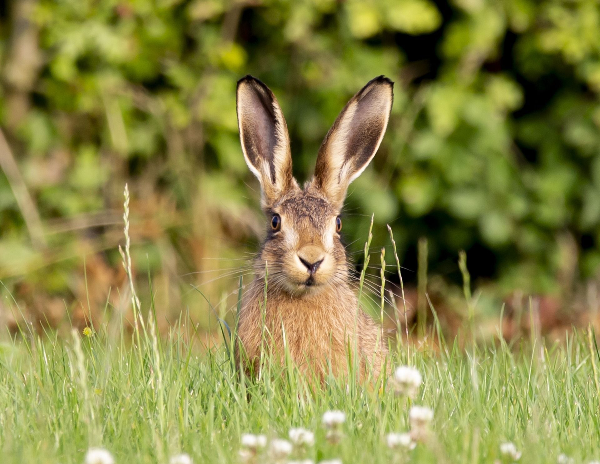 Rare wildlife in the Yorkshire Dales