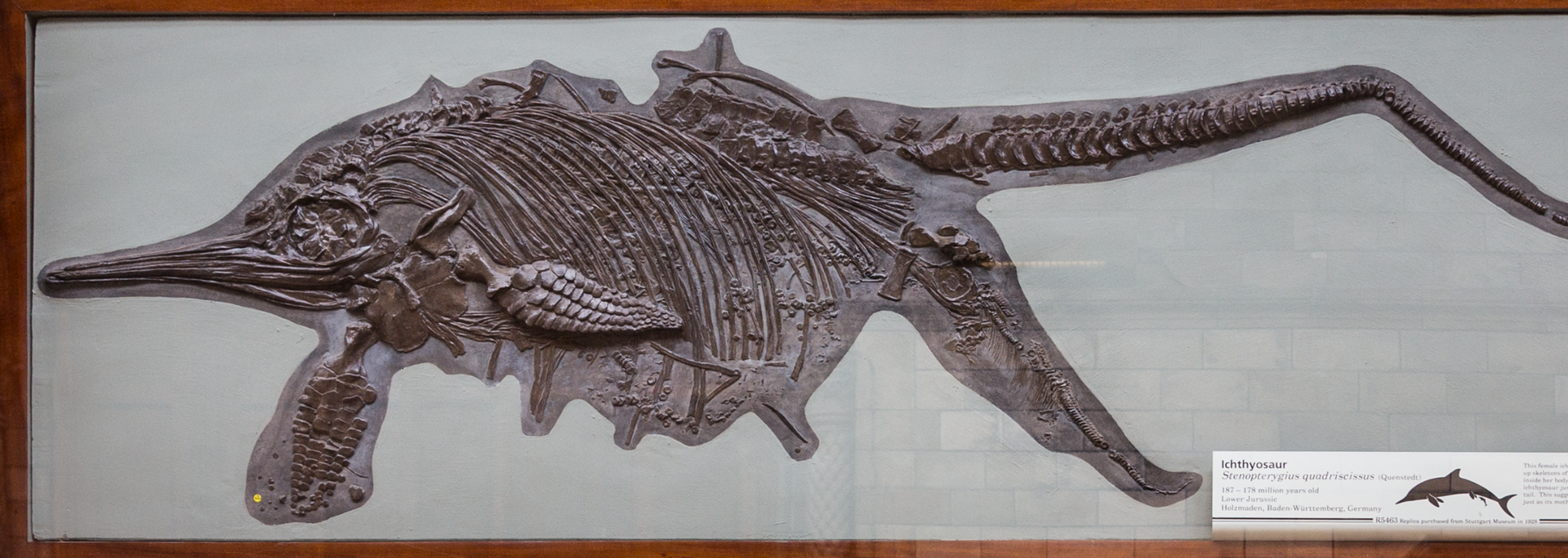 Picture of an ichthyosaur.