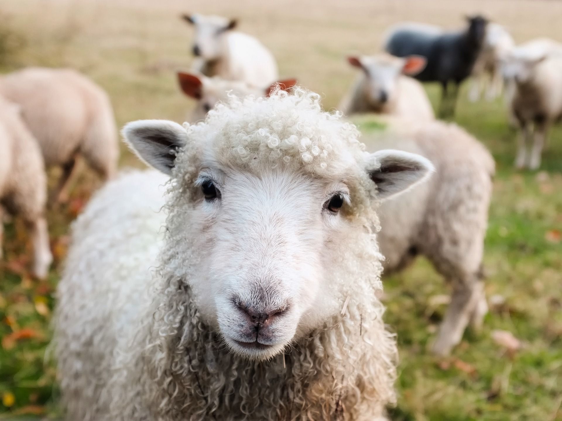 Picture of Sheep Gathering