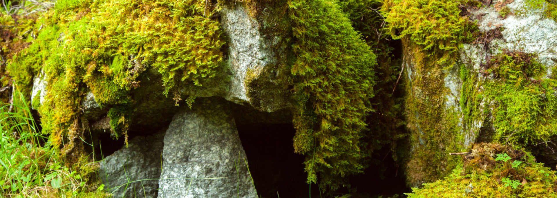 Picture of rock with moss growing on it Picture of rock with moss growing on it
