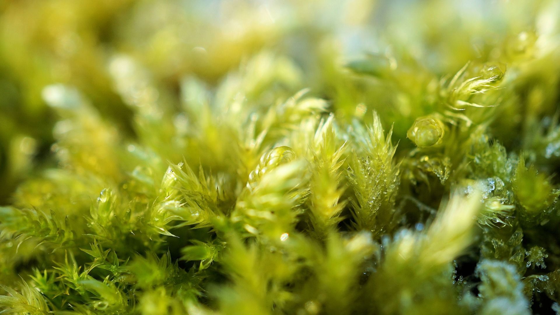 Picture of Yorkshire feather-moss.