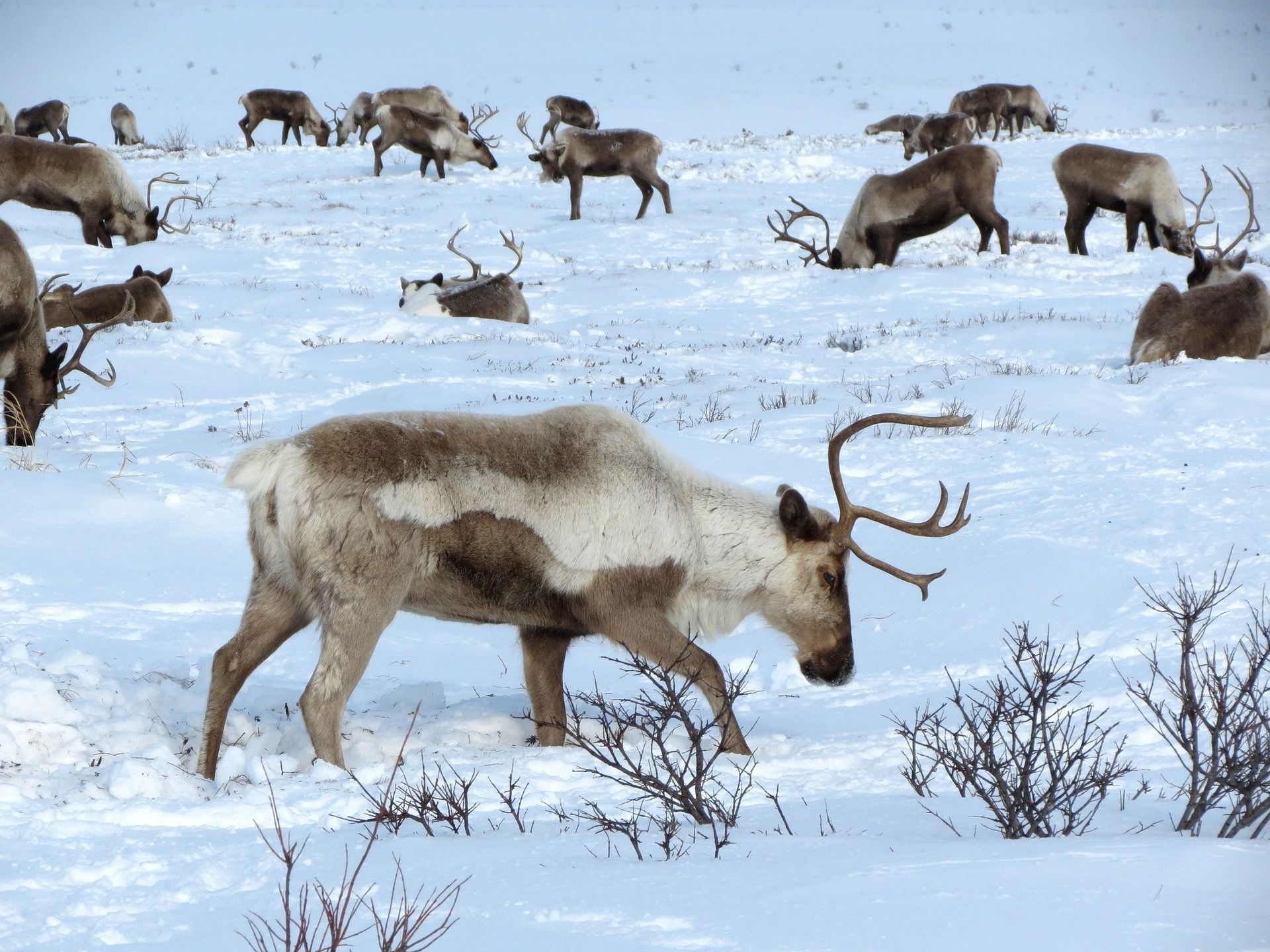 Picture of a herd of reindeer