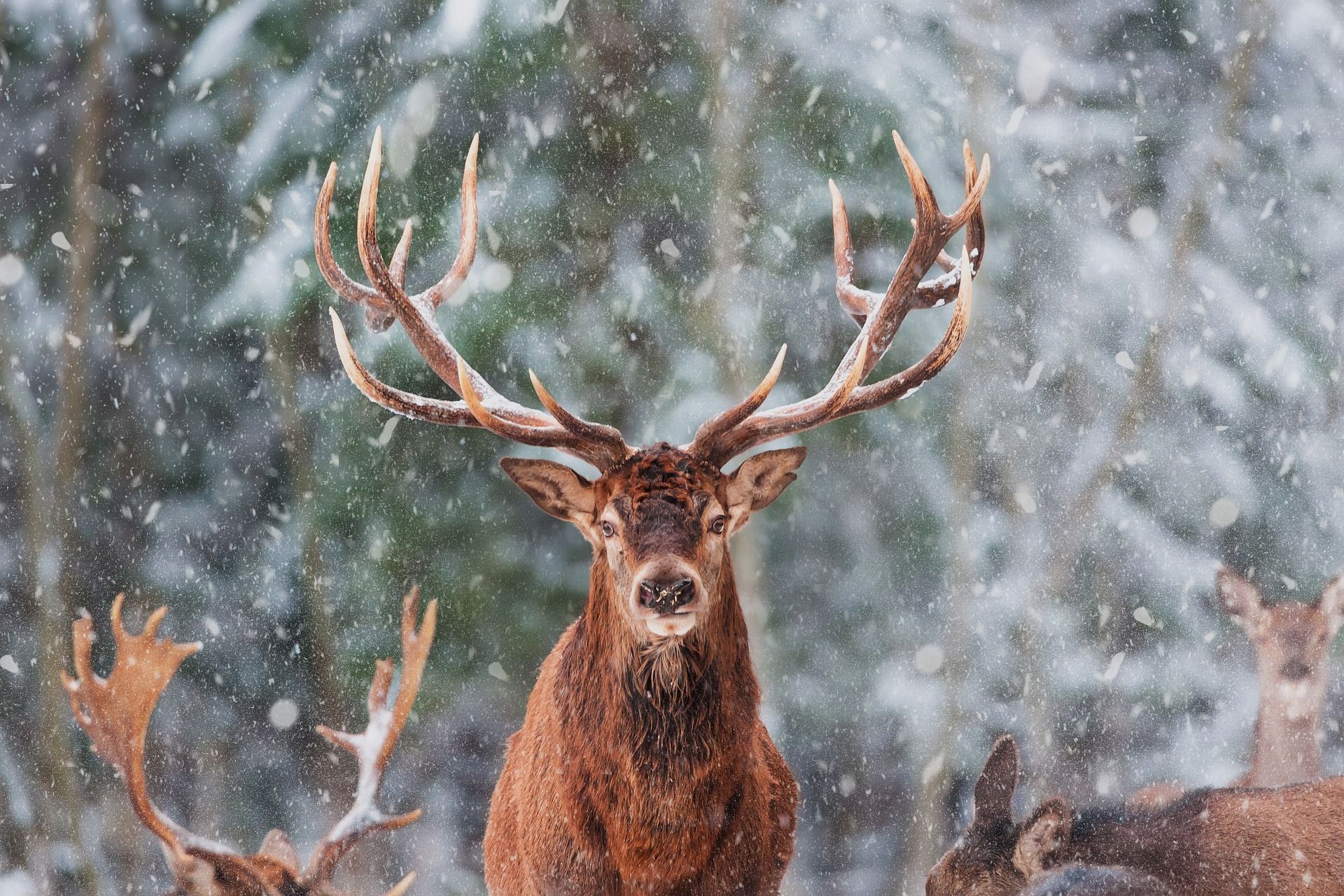 One of the prettiest caves here at Stump Cross Caverns is Reindeer Cavern. It gets its name from some prehistoric remains found there. Find out more.
