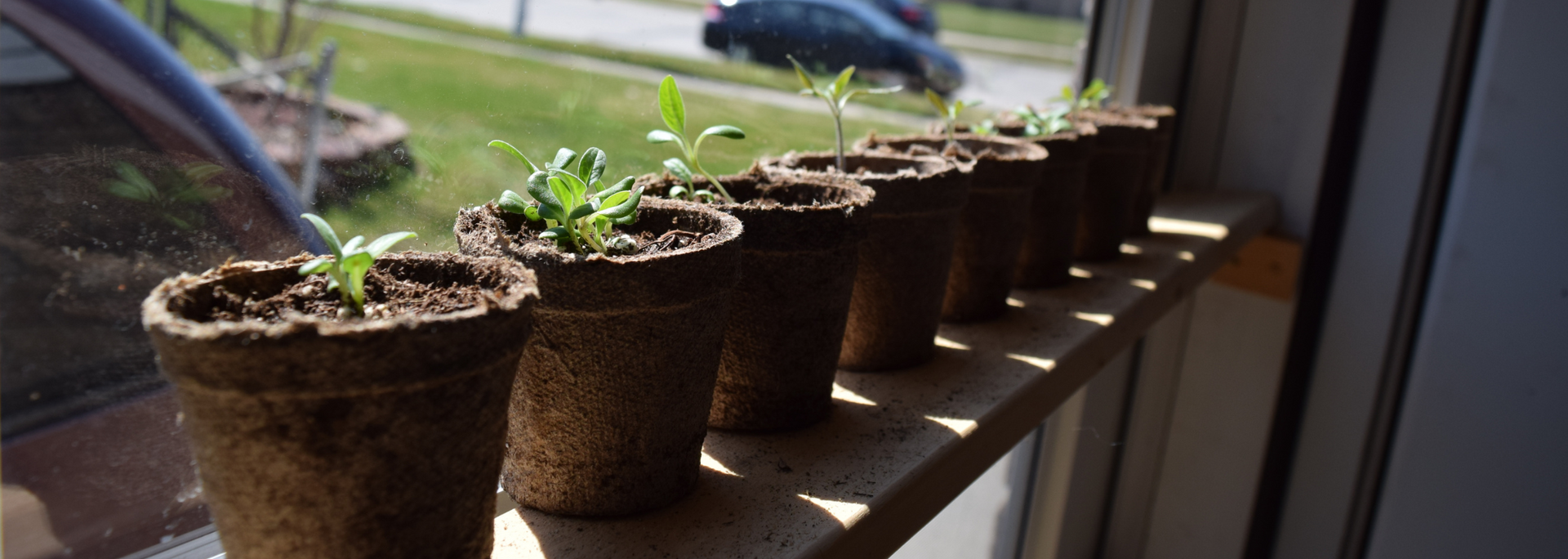 Picture of seedlings growing on a window sill. Picture of seedlings growing on a window sill