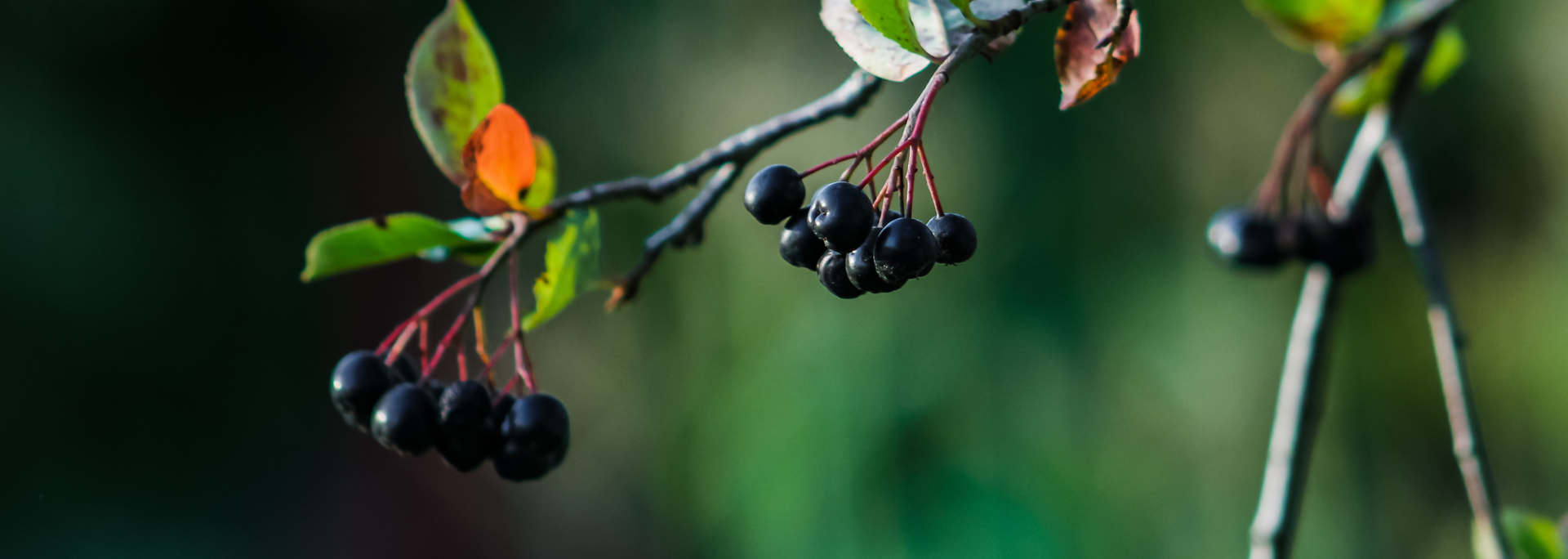 Picture of wild berries on a branch. 