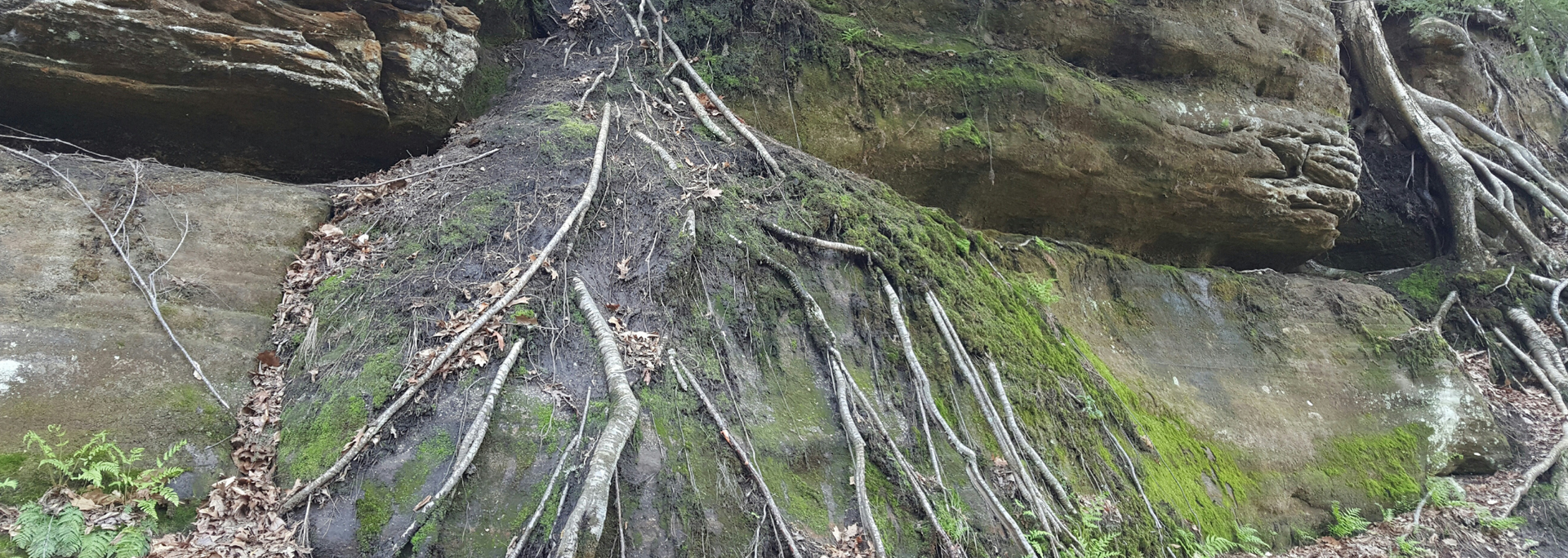 Picture of tree roots growing through rock Picture of tree roots growing through rock