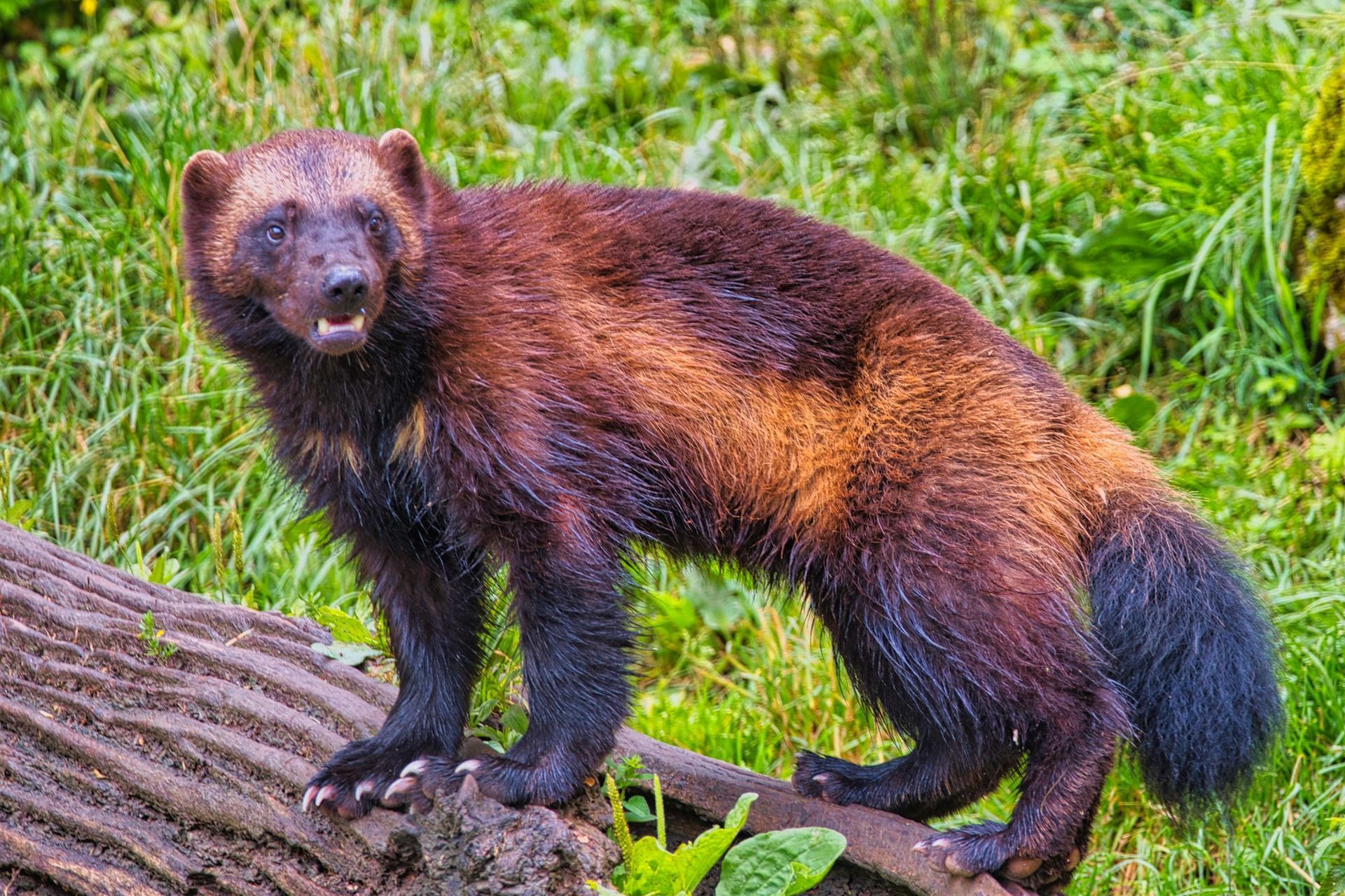 Picture of a wolverine