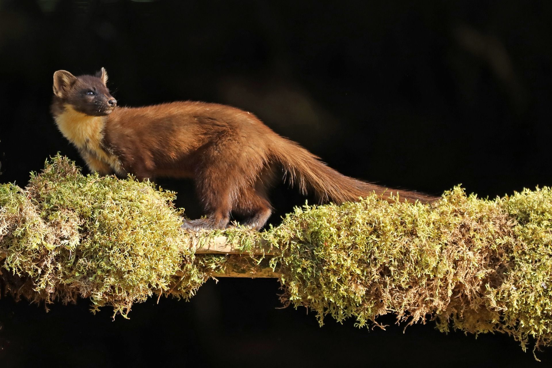 Picture of a pine marten.