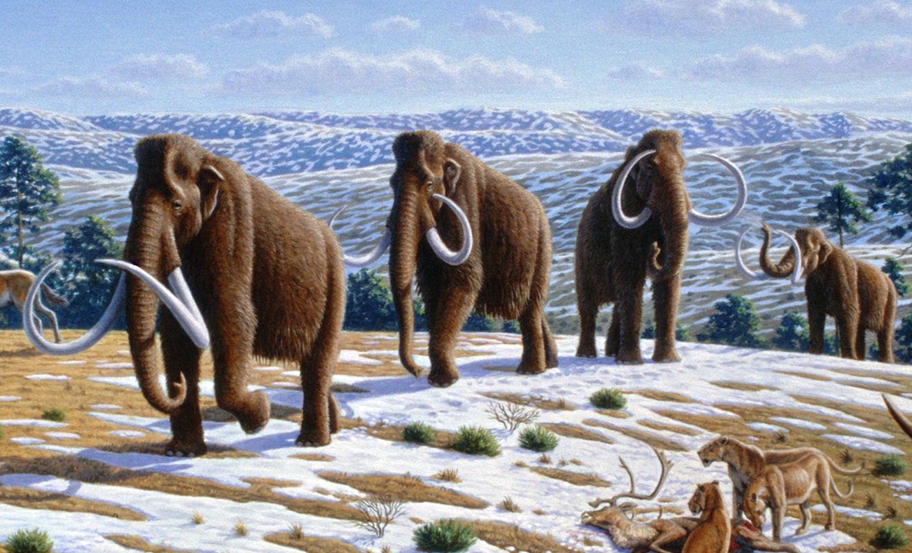 Ever wondered about the UK's ancient megafauna? Find out about the prehistoric giants that roamed Britain.
