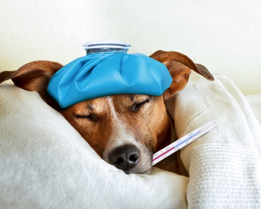 Dog under the weather