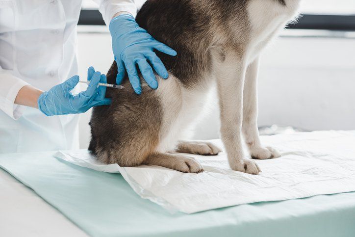 Dog receiving a vaccination shot