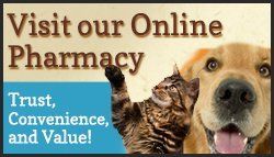 Ad for online pharmacy with playful cat and dog
