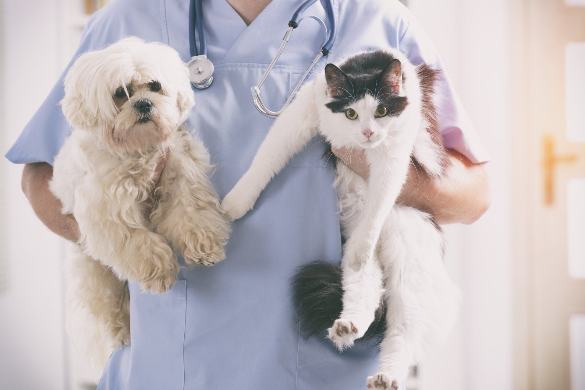 vet holding white dog and white and brown cat