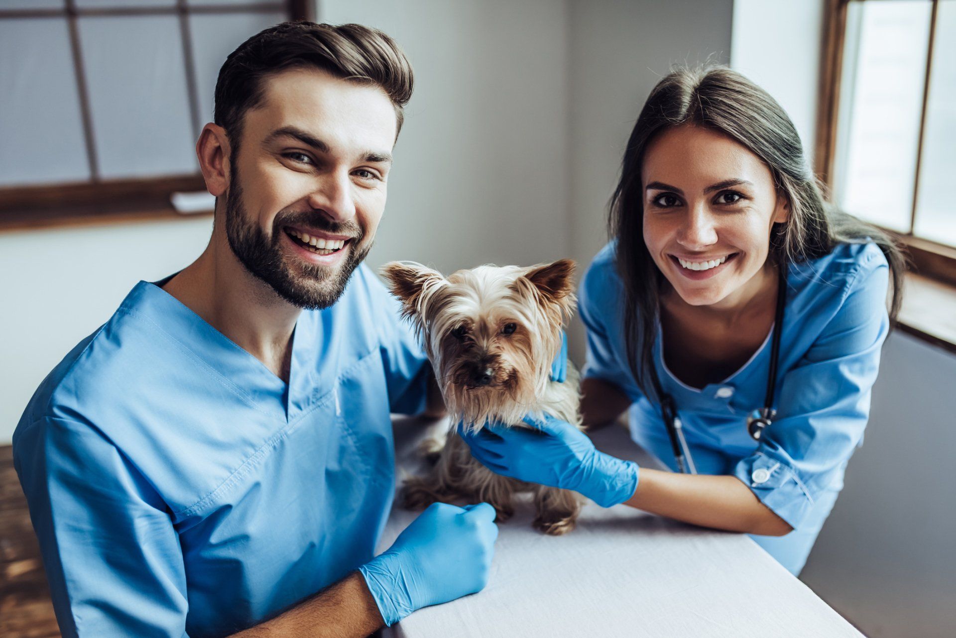 veterinary clinic team with small yorkie