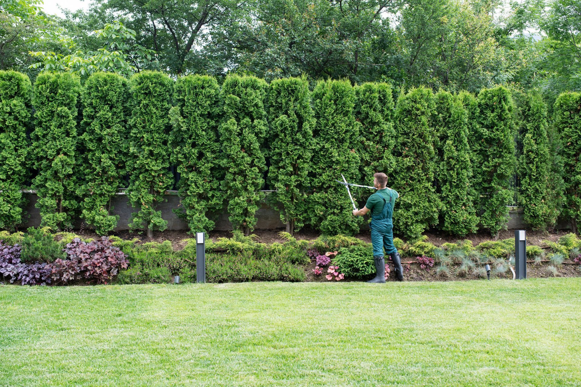 Man trims tall green hedge in a garden. Lush landscaping in the foreground.