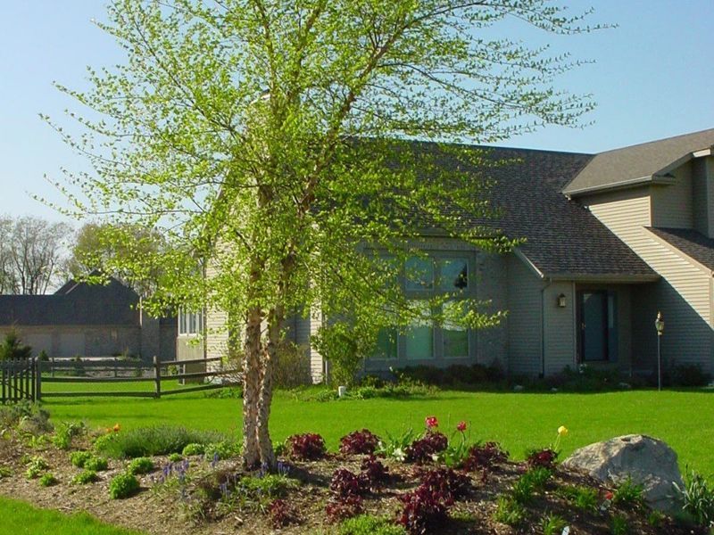 Tree with light green leaves in front of a house with a dark roof and green lawn.