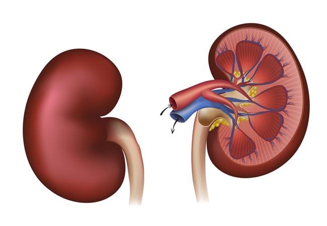 Kidney Illustration — Elyria, OH — Kidney Center of Northeast Ohio