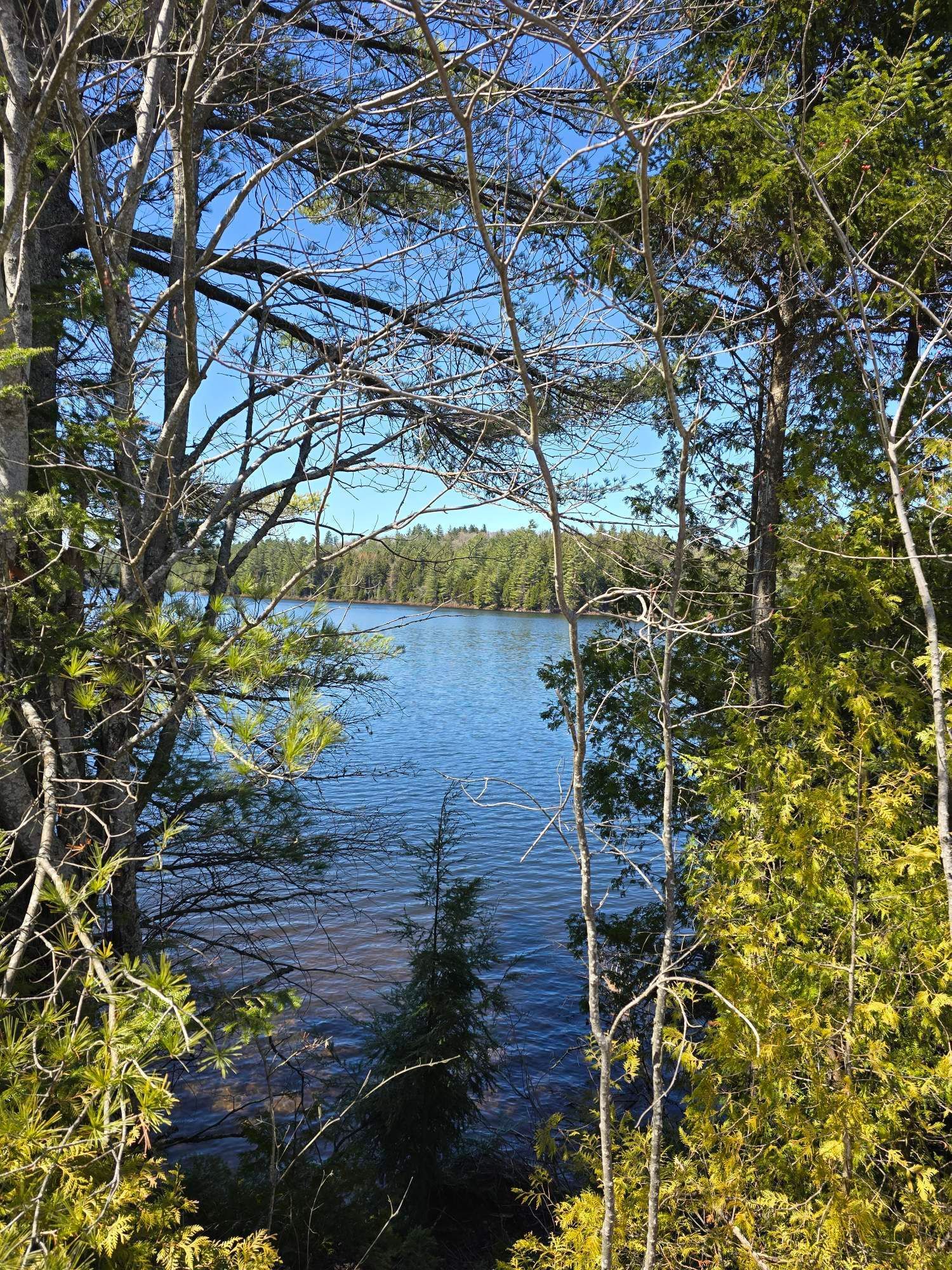 A lake surrounded by trees on a sunny day