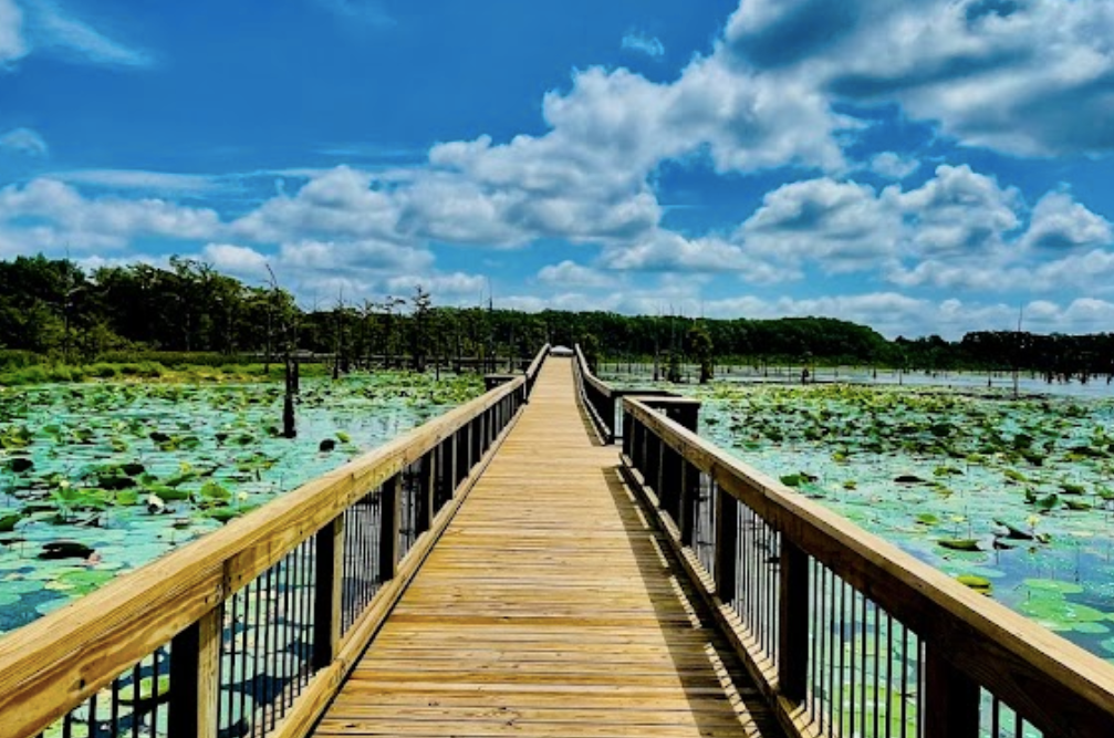 A wooden dock leading to a lake filled with water lilies.