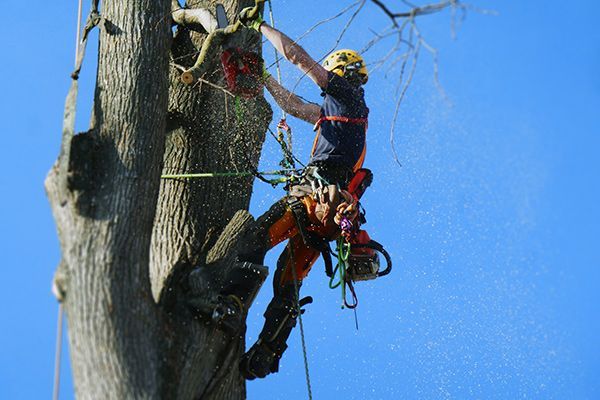 Tree Pruning — Dundee, OR — Dundee Tree Service