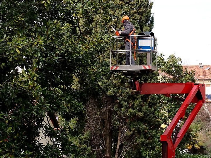 Tree Services — Dundee, OR — Dundee Tree Service