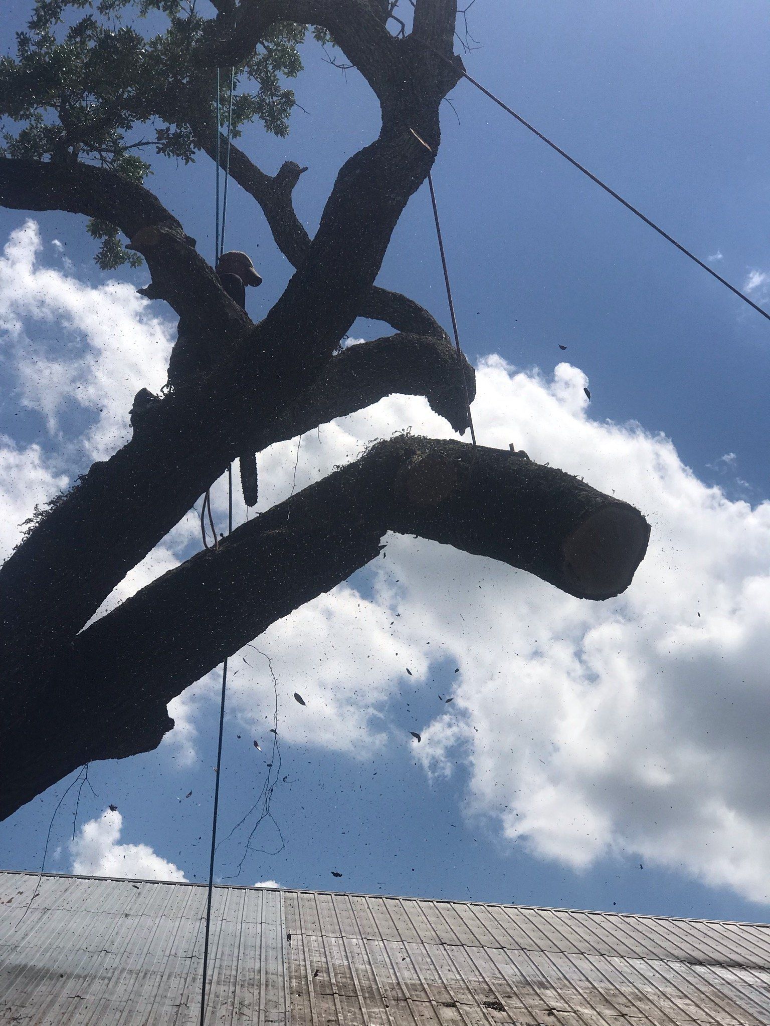A tree with a blue sky and white clouds behind it