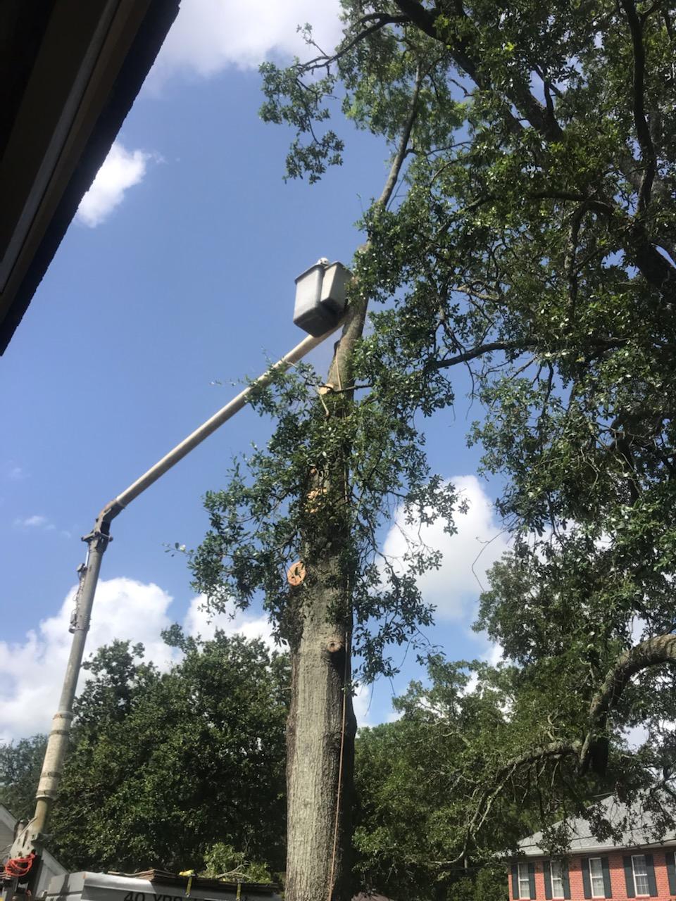 A large tree is being cut down by a crane.