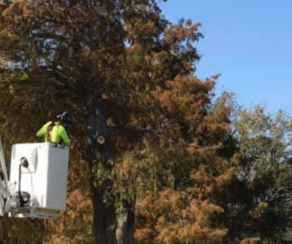 A man in a bucket is cutting a tree.