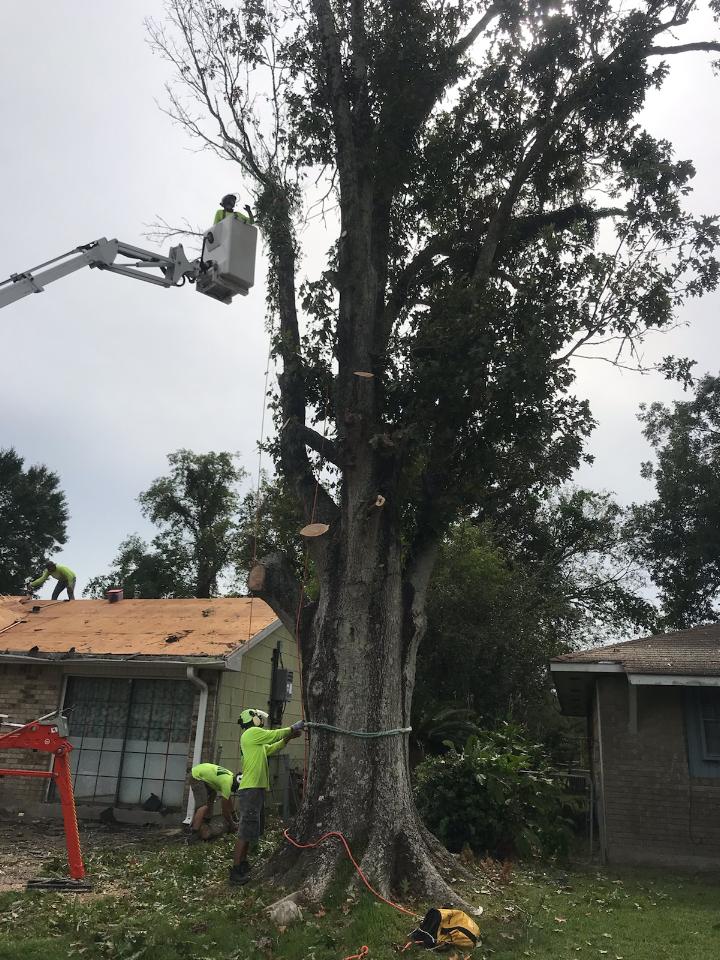A group of men are cutting down a tree in front of a house.