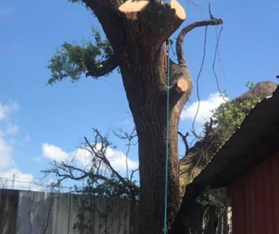 A tree is being cut down in front of a house.