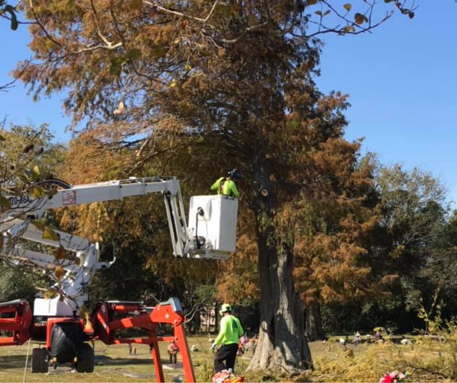 A man in a bucket is cutting a tree