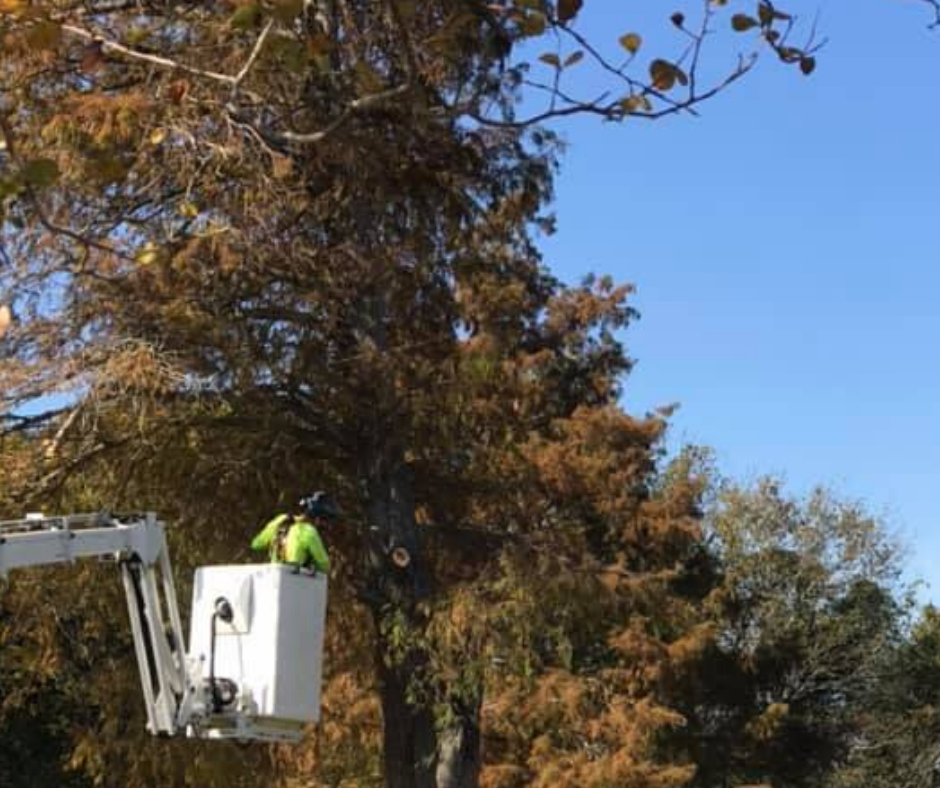 A man in a bucket is cutting a tree.