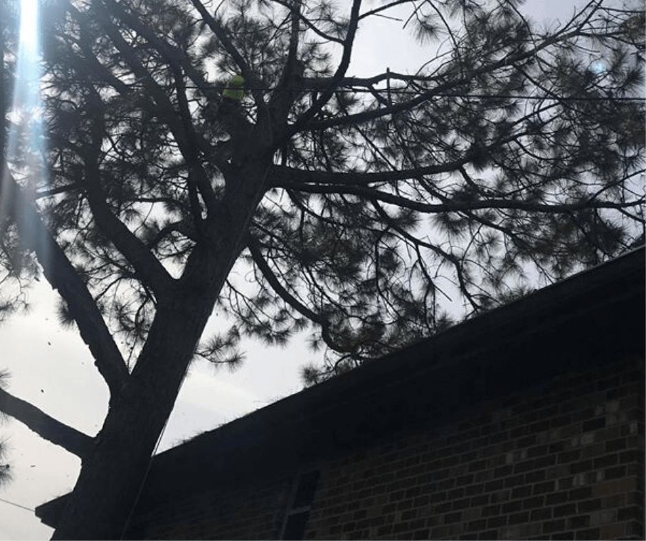 A tree in front of a brick building with the sun shining through the branches