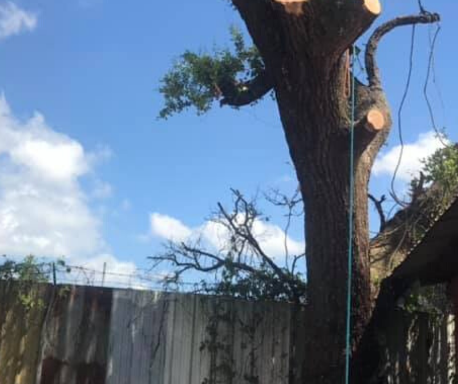 A man is cutting down a tree with a chainsaw.