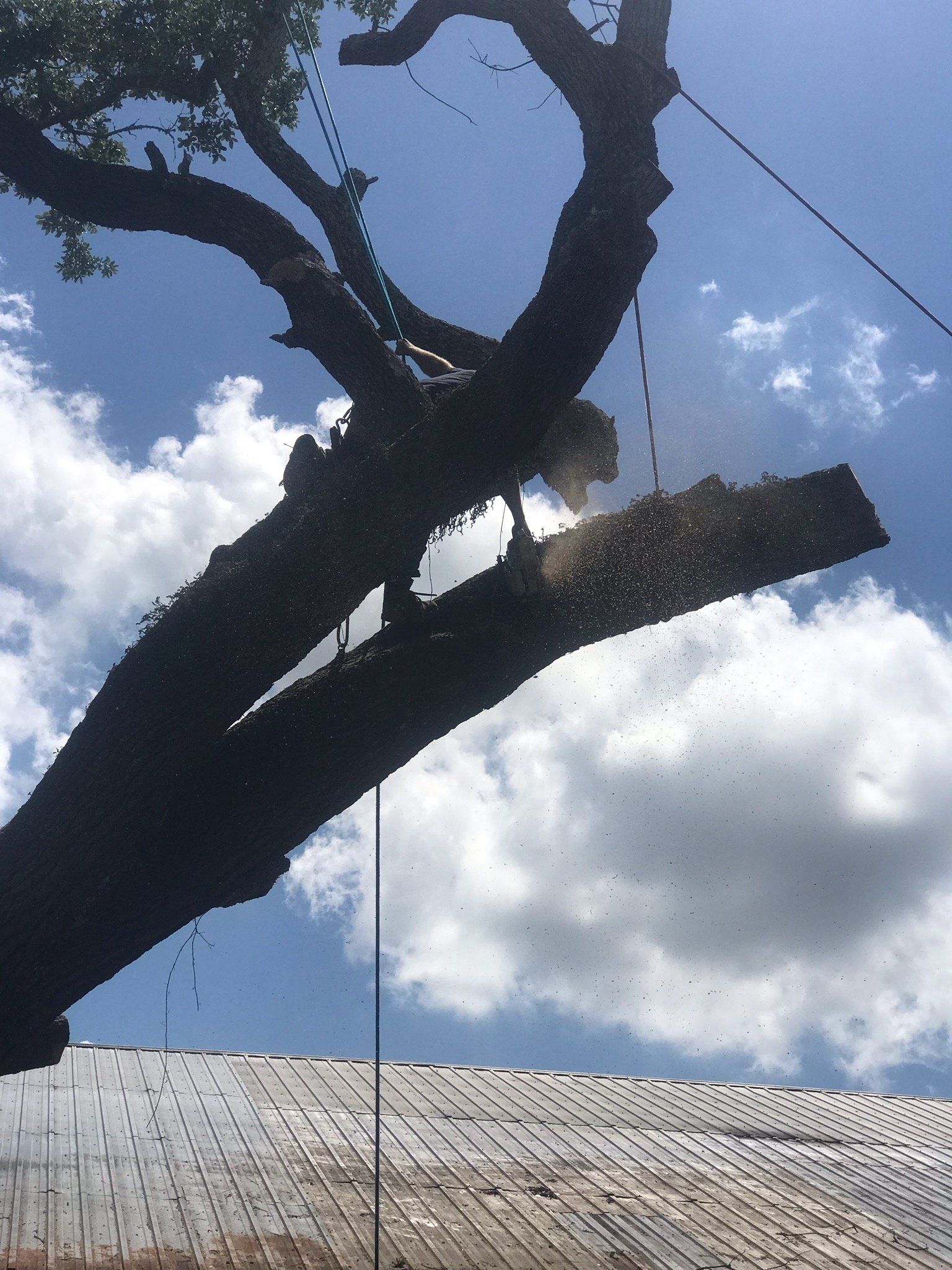A person is cutting a tree branch with a chainsaw