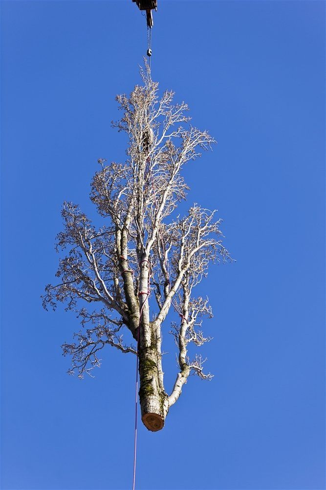 A tree is being lifted into the air by a crane